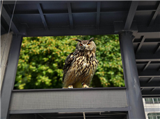 P6戶外全彩LED顯示屏:清晰度的極致追求!